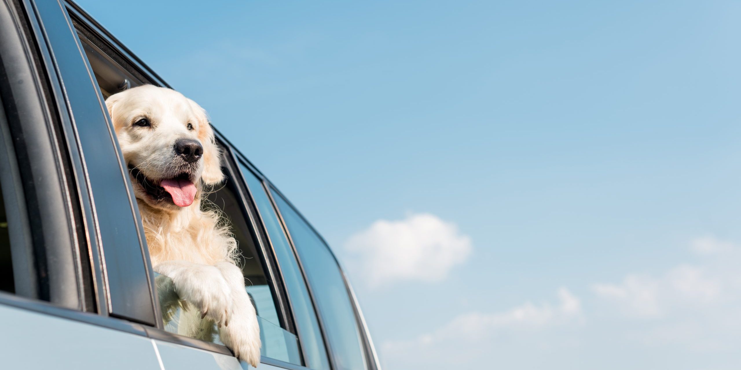 adorable golden retriever dog looking out car window in front of