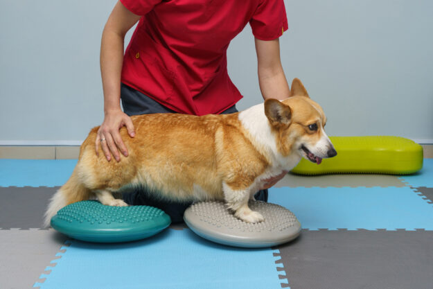 Dog rehabilitation under human care