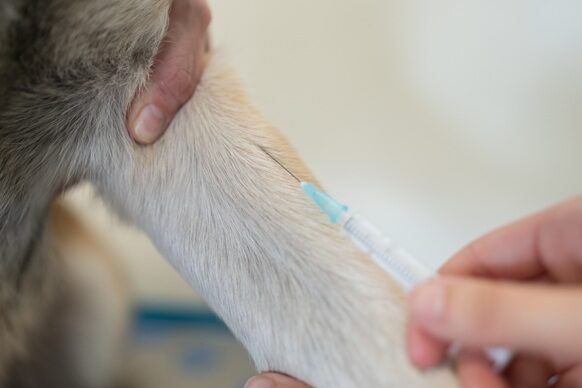 Veterinár očkuje psa
