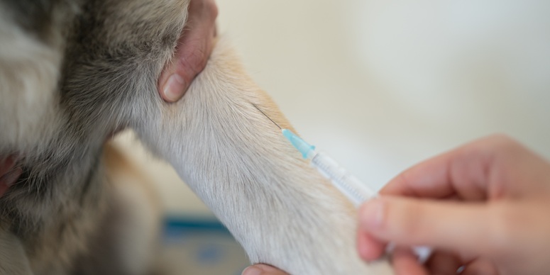 Veterinarian giving vaccine to siberian husky dog Veterinár očkuje psa